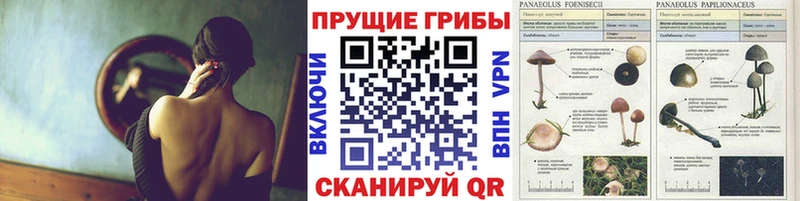 Псилоцибиновые грибы ЛСД  мориарти официальный сайт  Катайск 